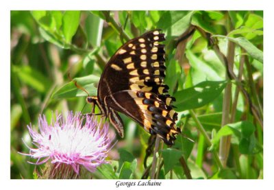 Palmedes Swallowtail - Papilio palamedes
