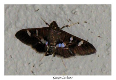 5166 - Deploring Desmia Moth - Desmia deploralis