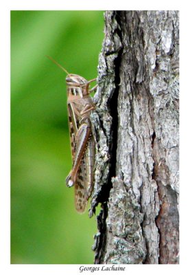 American Bird Grasshopper (Schistocerca americana -- Family: Acrididae).