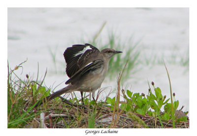 Moqueur polyglotte - Northern Mockingbird