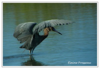 Aigrette rousstre