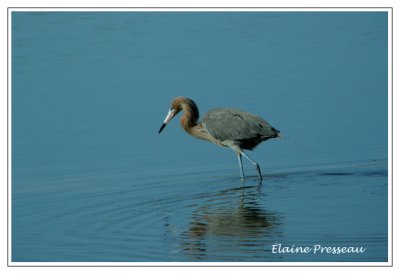 Aigrette rousstre