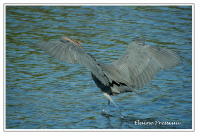 Aigrette rousstre