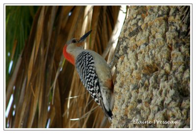 Sanibel-Captiva Conservation Foundation