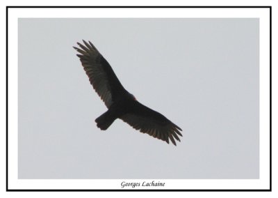 Urubu  tte rouge - Turkey Vulture - Cathartes aura (Laval Qubec)