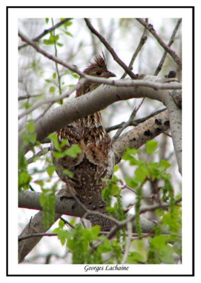 Glinotte huppe - Ruffed Grouse - Bonasa umbellus (Laval Qubec)