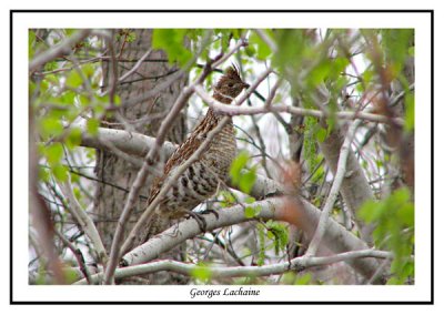 Glinotte huppe - Ruffed Grouse - Bonasa umbellus (Laval Qubec)