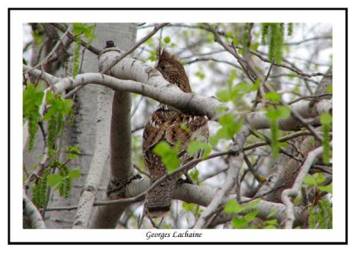 Glinotte huppe - Ruffed Grouse - Bonasa umbellus (Laval Qubec)