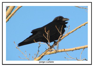 Corbeaux