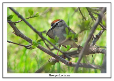 Bruant familier - Chipping Sparrow - Spizella passerina (Laval Qubec)