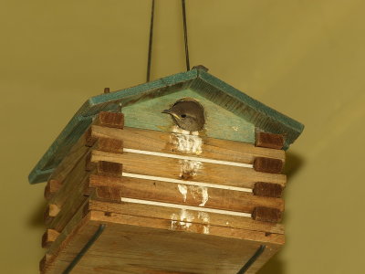 Wren babies, adults and a wren house.