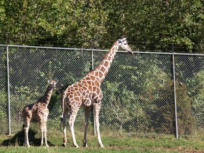10 Giraffes.jpg