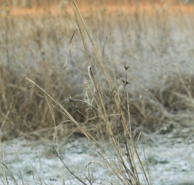 Skunk River Flats 10.JPG