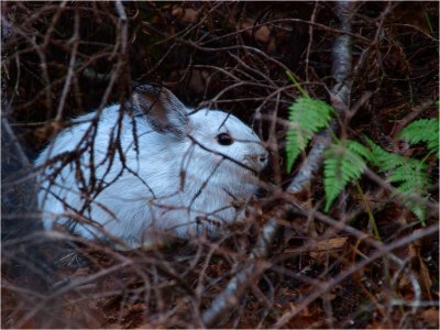 Camouflage