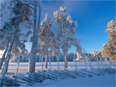 Frosty fence