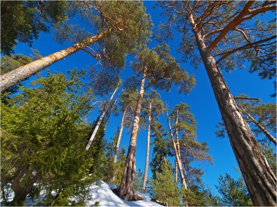 Lowland pines