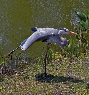 Dance of the great blue heron