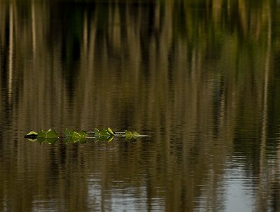 Spanish Moss Reflections