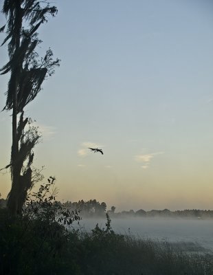 Morning flight