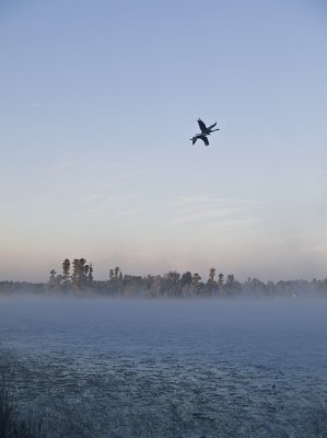 Out of the Mist