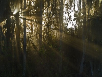 Rays of Light