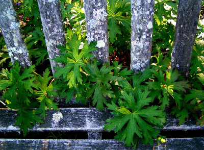 Through the bench