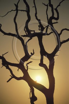 Tree Silhouette - South Africa
