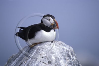 Puffin - Machias Seal Island