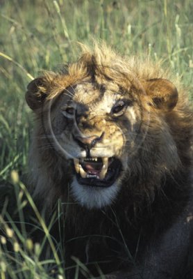 Male Lion - Masia Mara