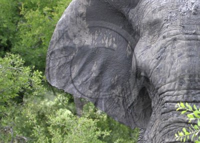 Elephant Bull - South Africa