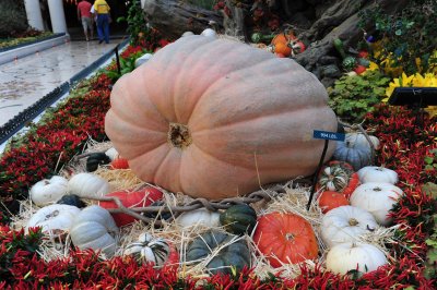 18_A 904-pound pumpkin.jpg