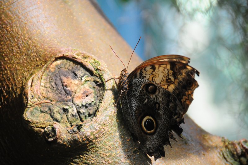 Giant Owl Butterfly.JPG