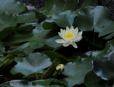 white lily.jpg