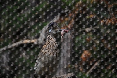 SD Wild Animal Park - Road(runner) Kill.JPG