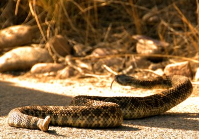 Diamondback at Miramar Lake.jpg