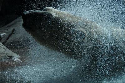 Polar Bear splashing.JPG