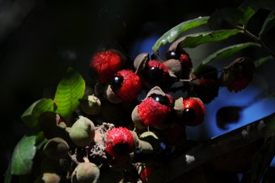 Alectryon Excelsus Titoki - Sapindaceae - Soapberry Family