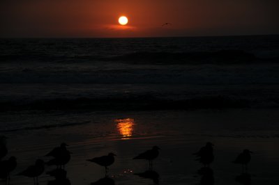Torrey Pines.JPG
