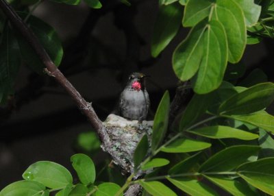 Hummingbird in nest.JPG