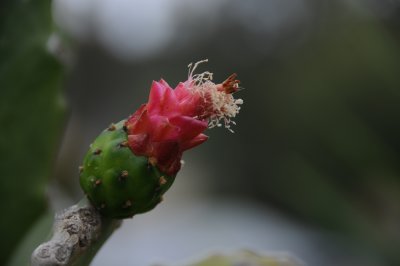 Cactus flower.JPG