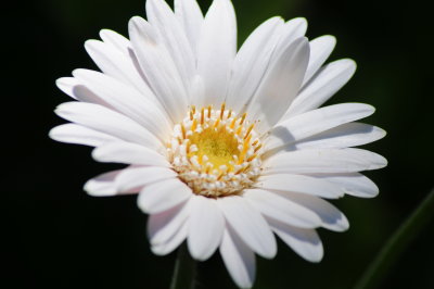 White Gerbera Daisy.JPG