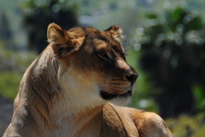 Lioness.JPG
