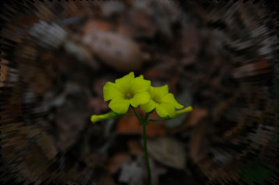 Flower.JPG
