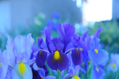 Blue Iris.JPG