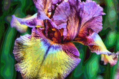 Mom's Bearded Iris.JPG