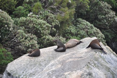 Nap Time!