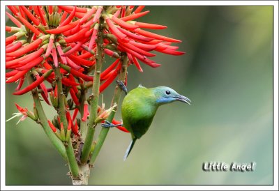 Orange-bellied Leafbird - female.jpg