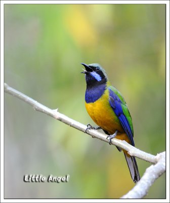 Orange-bellied Leafbird - male.jpg
