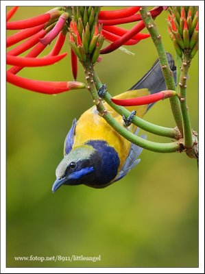 Hong Kong Birds - Click in for more photos, thanks.