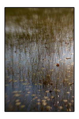Inland Nature Shots